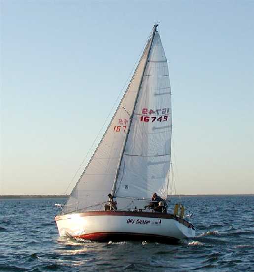 Sea Sharp 1.jpg