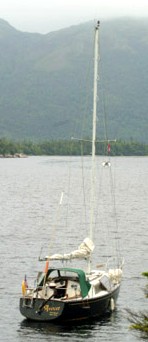 Avocet.jpg